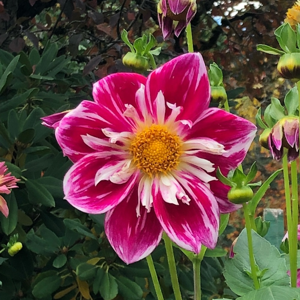 Meet your Posher, Pamela